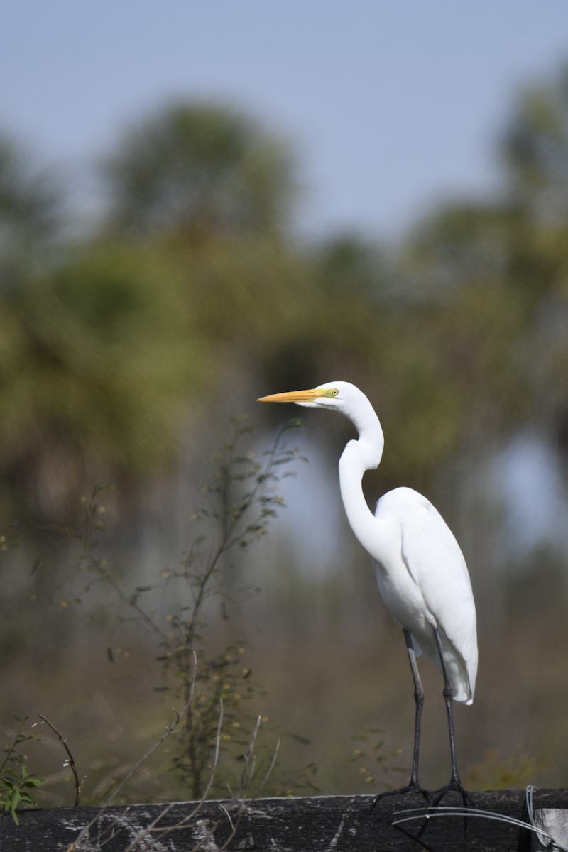 Great Egret - ML364669371