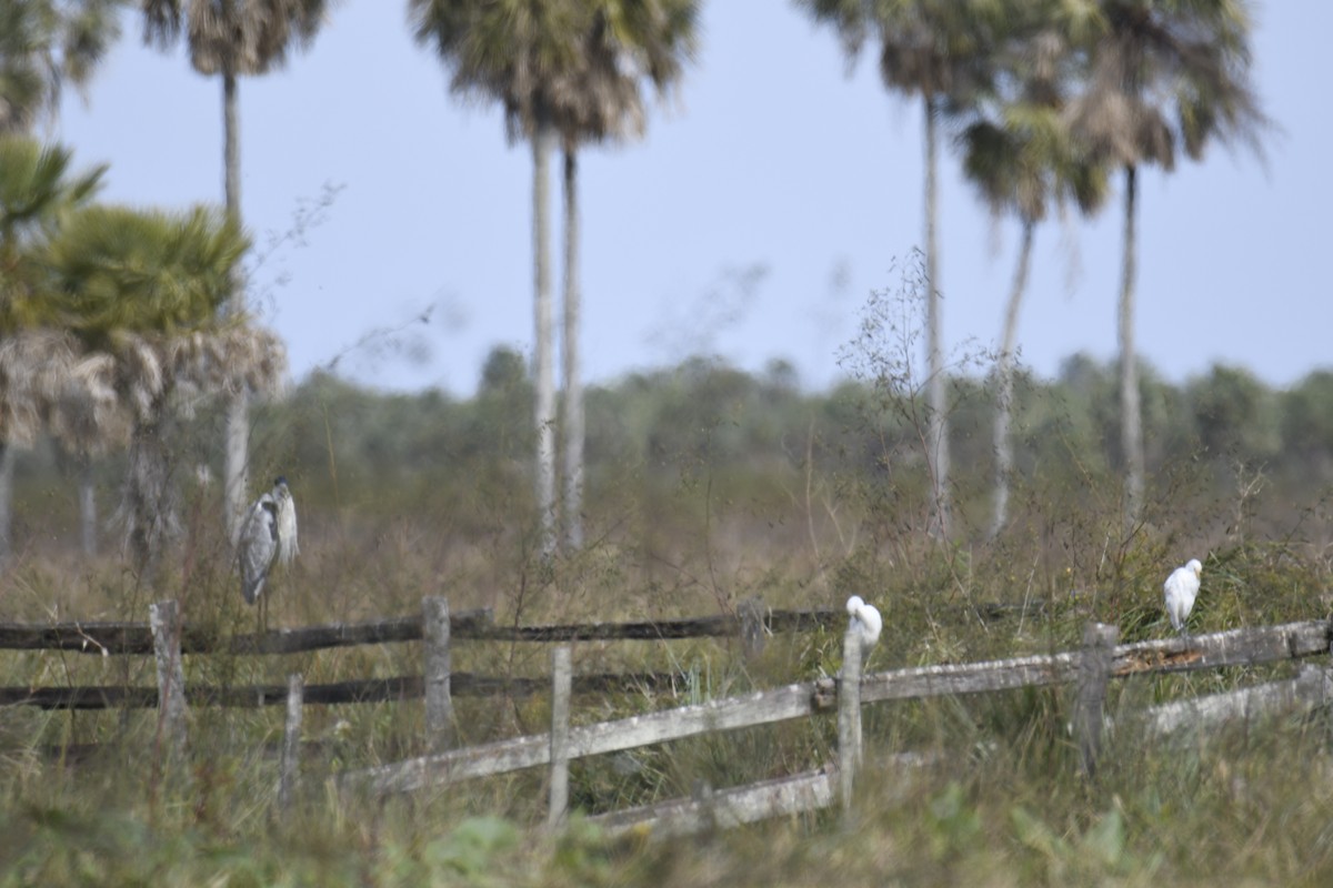 Snowy Egret - ML364669651