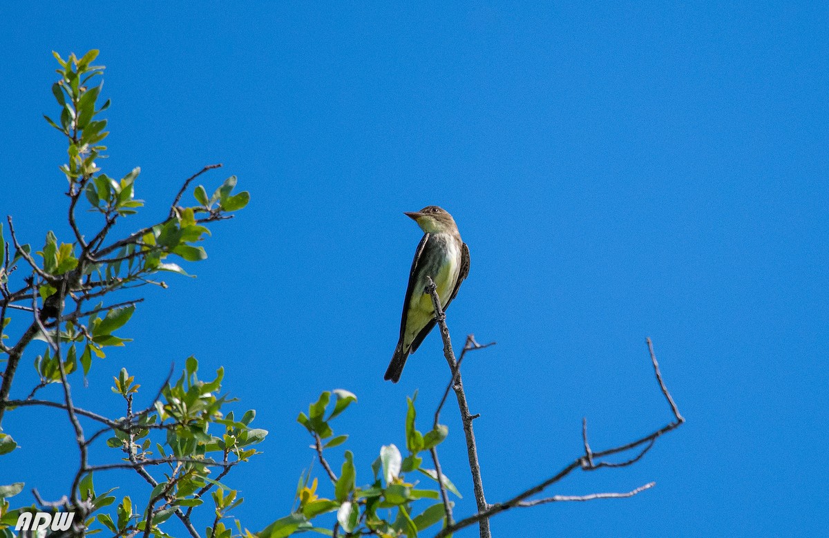 Olive-sided Flycatcher - Ardell Winters