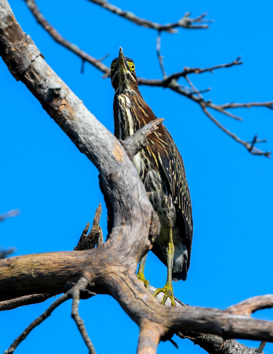 Green Heron - ML364672321