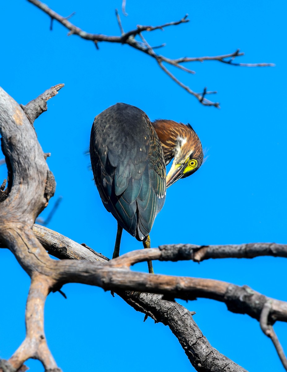 Green Heron - ML364672341