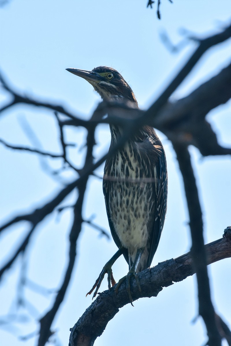 Green Heron - ML364672361