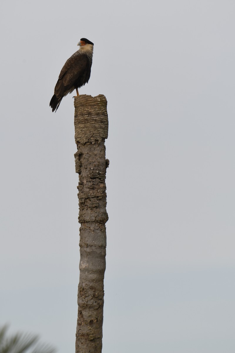 Caracara Carancho (sureño) - ML364672671