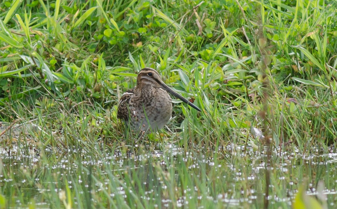 Wilson's Snipe - ML364673151