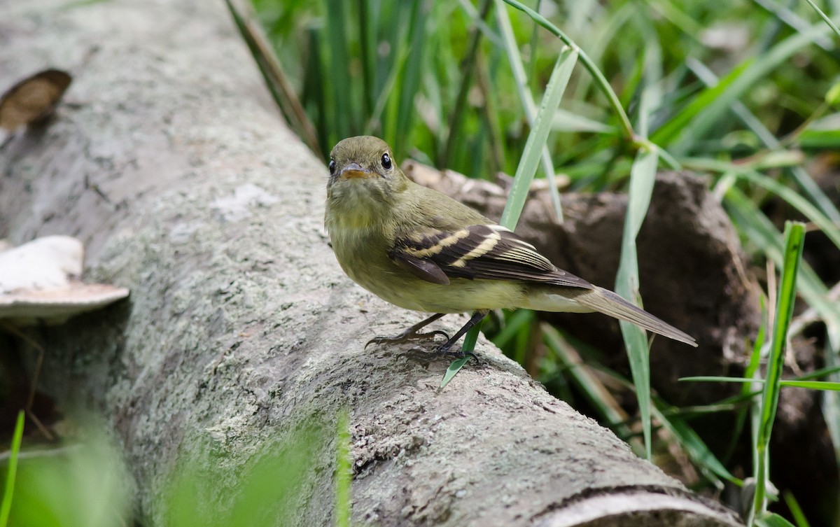 Yellow-bellied Flycatcher - ML364674111