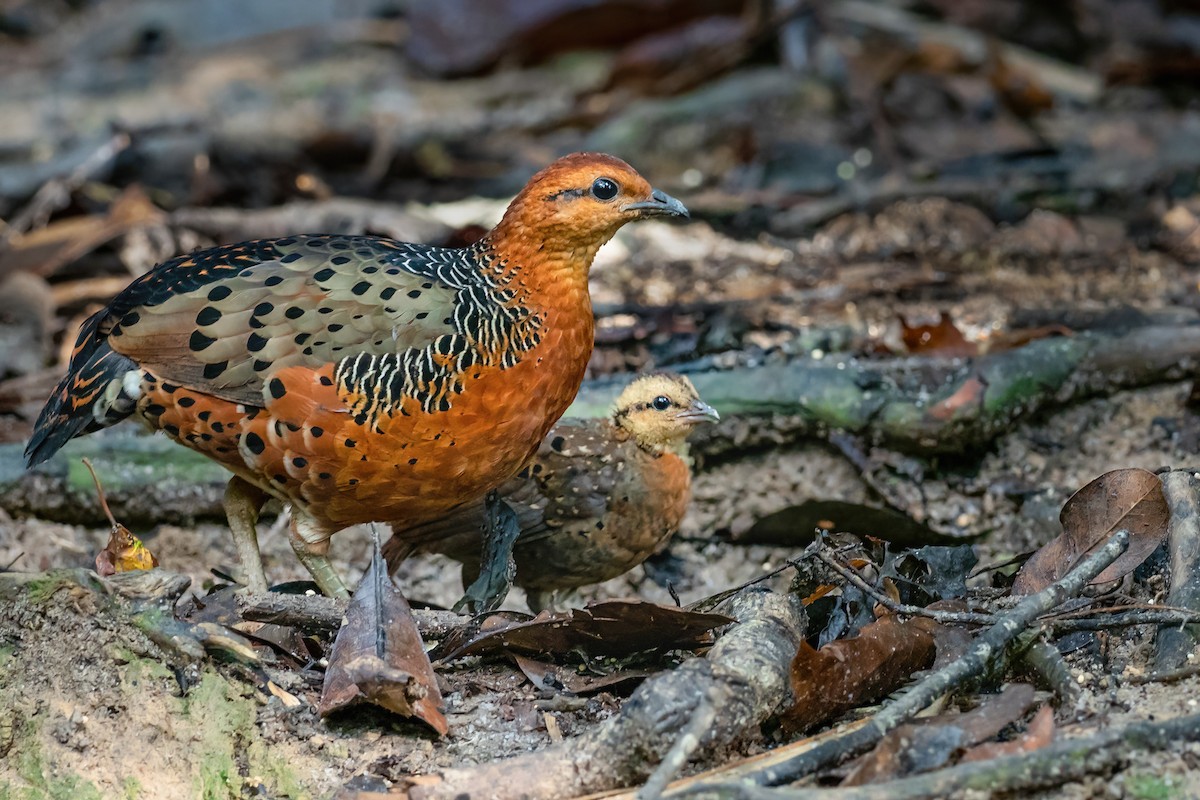 Ferruginous Partridge - Phil Chaon