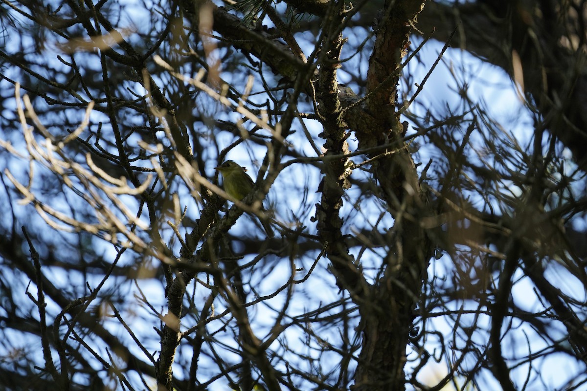 Yellow-bellied Flycatcher - ML364675001