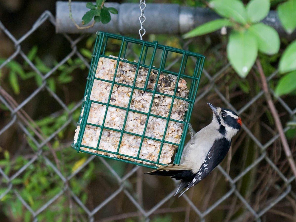 Downy Woodpecker - ML36467511