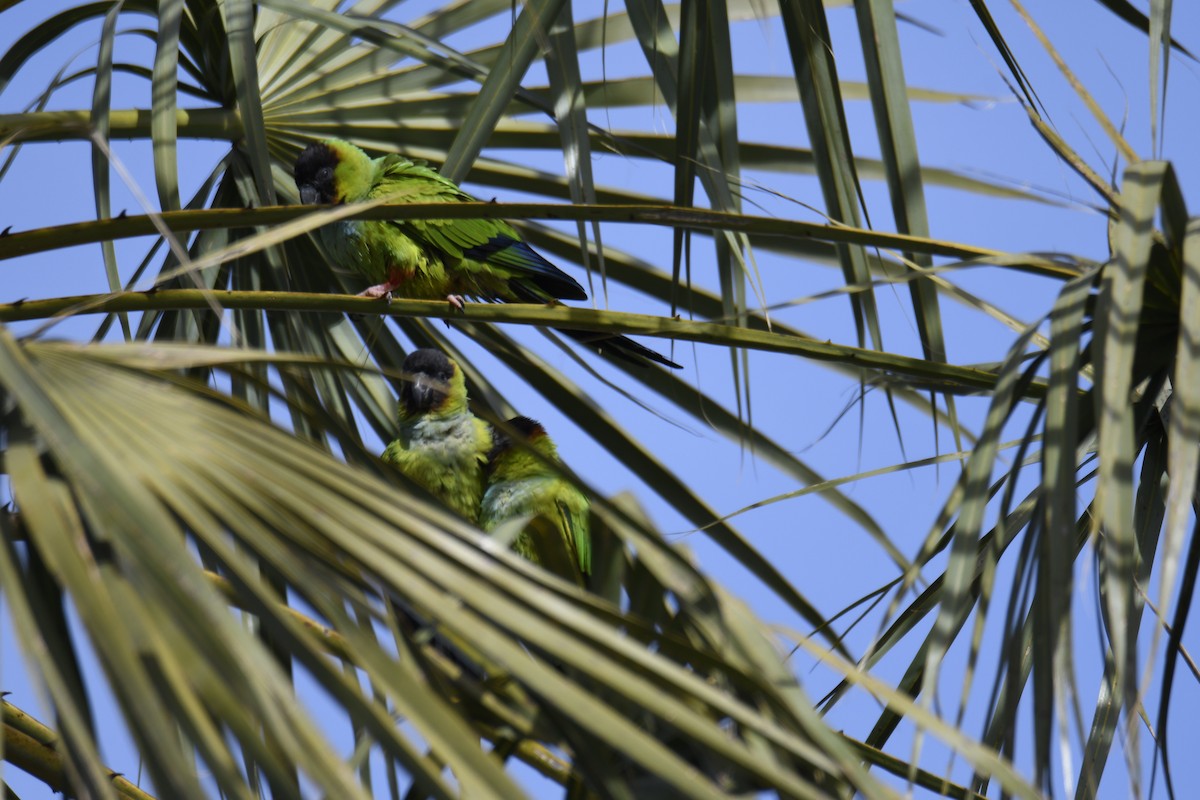 Nanday Parakeet - ML364679961