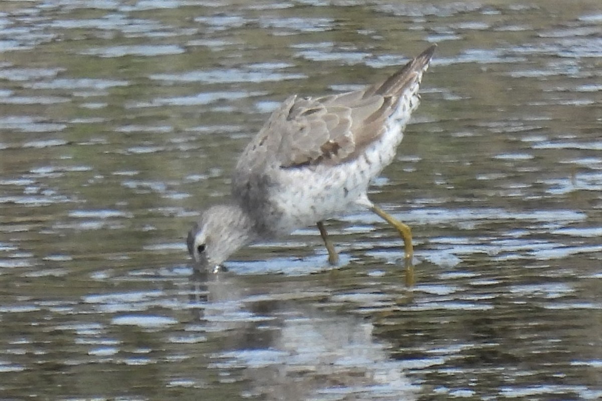 Stilt Sandpiper - ML364680521