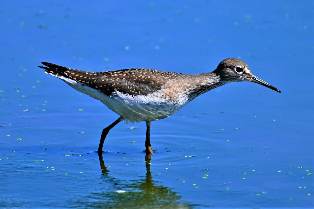 Solitary Sandpiper - ML364682501