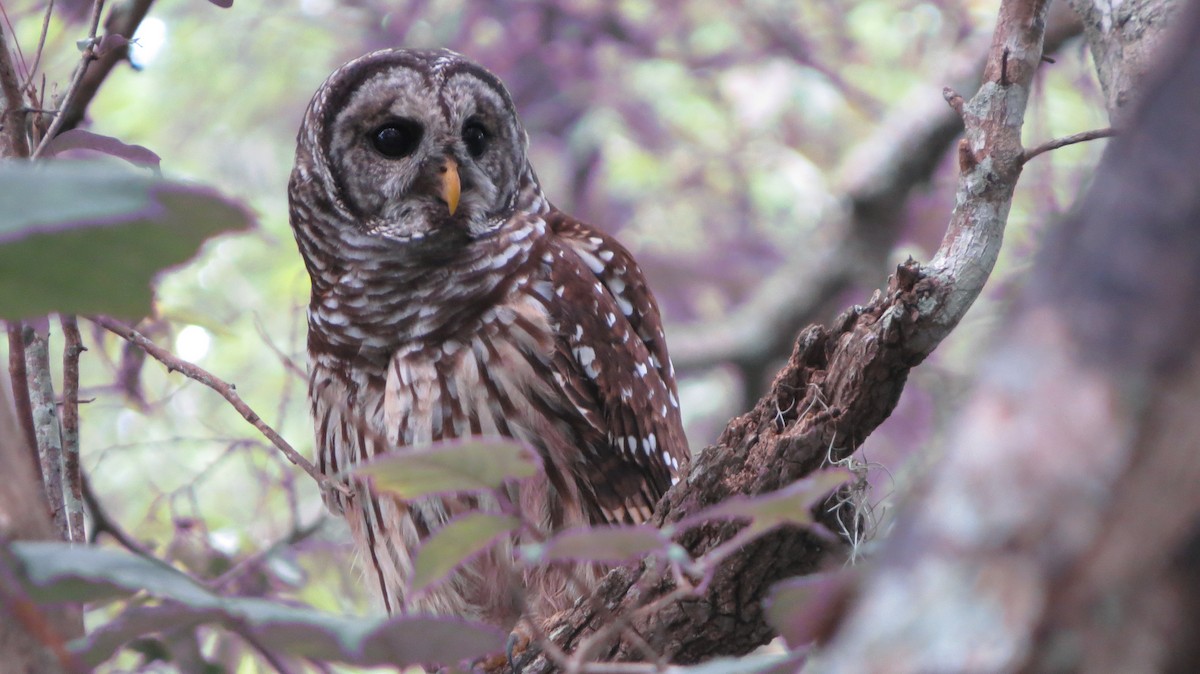 Barred Owl - ML364683801