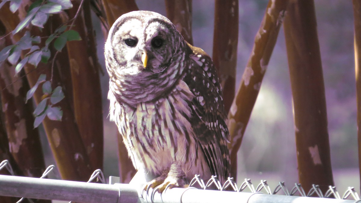 Barred Owl - ML364683891