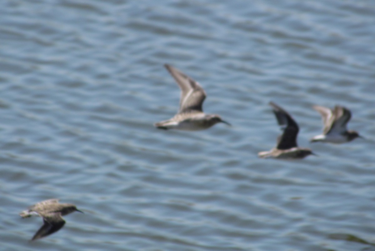 Baird's Sandpiper - ML364684041