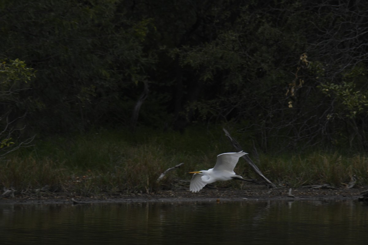 Great Egret - ML364685821