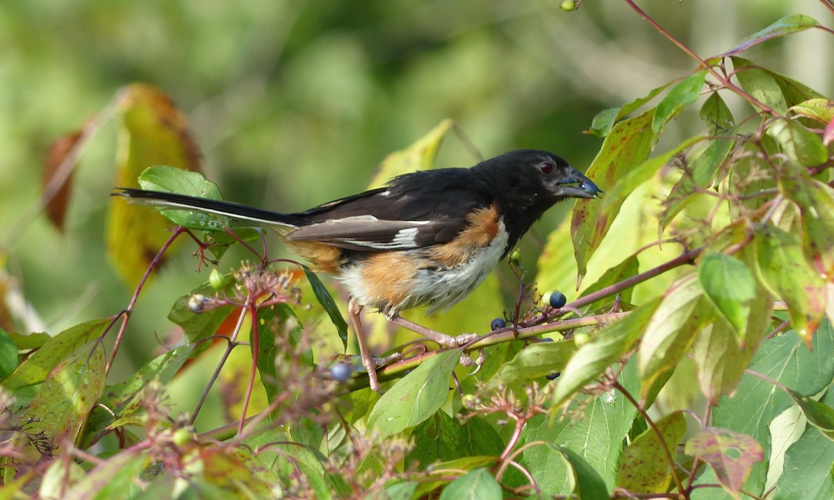 ワキアカトウヒチョウ - ML364686071