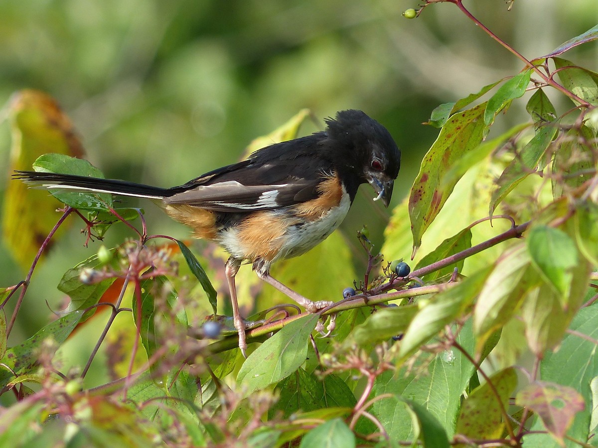 Eastern Towhee - ML364686111