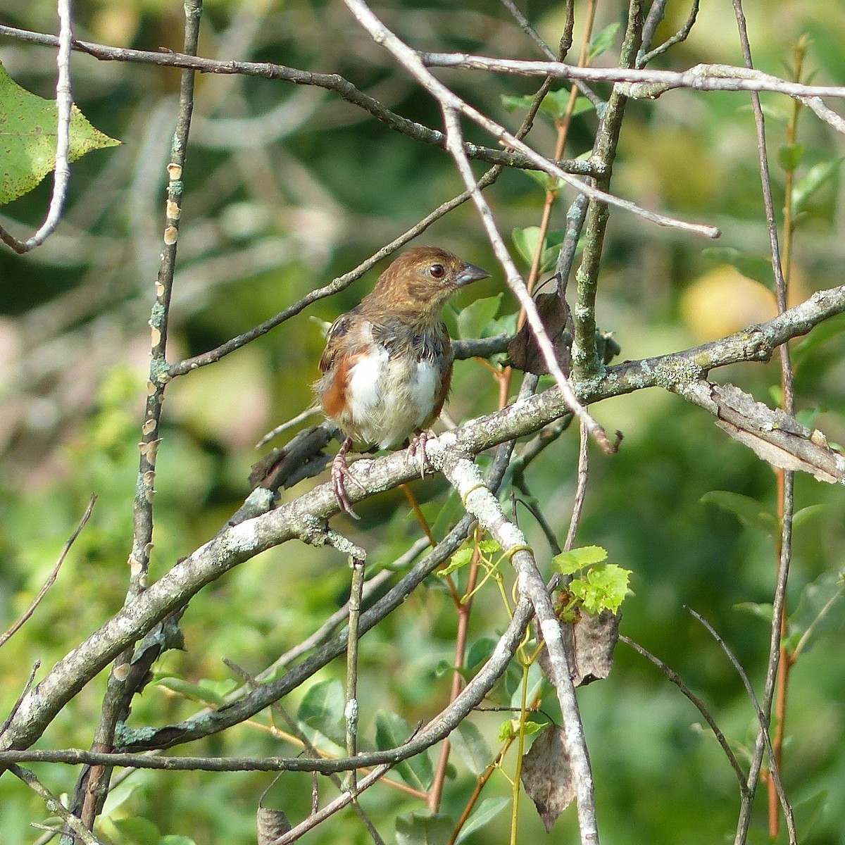 ワキアカトウヒチョウ - ML364686331