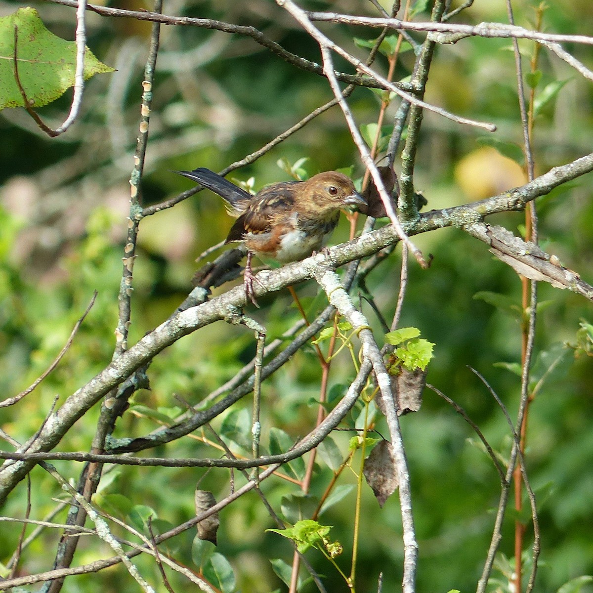 ワキアカトウヒチョウ - ML364686461