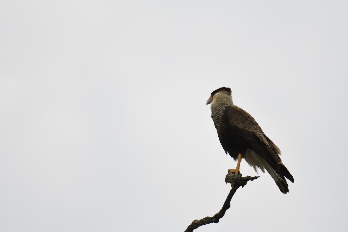 Caracara huppé (plancus) - ML364686641