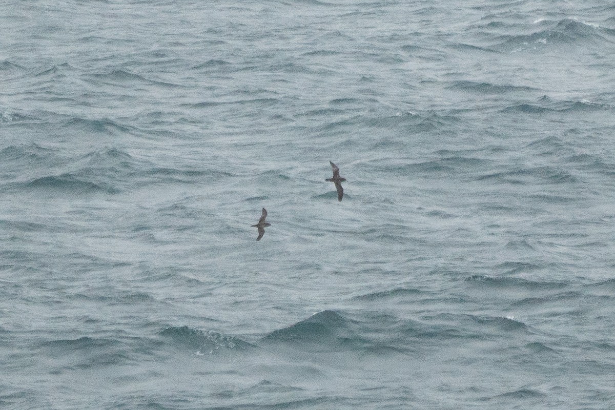 Pink-footed Shearwater - Sulli Gibson