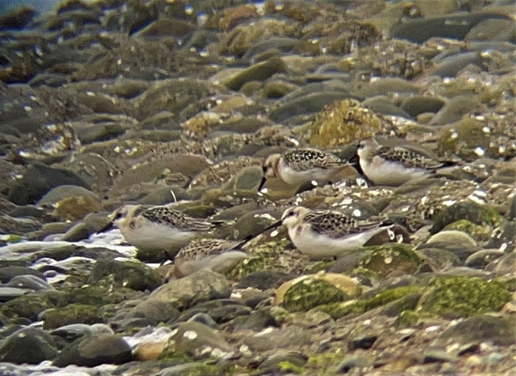 Bécasseau sanderling - ML364688551