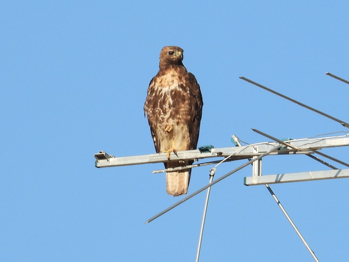 Red-tailed Hawk - Mark Selle