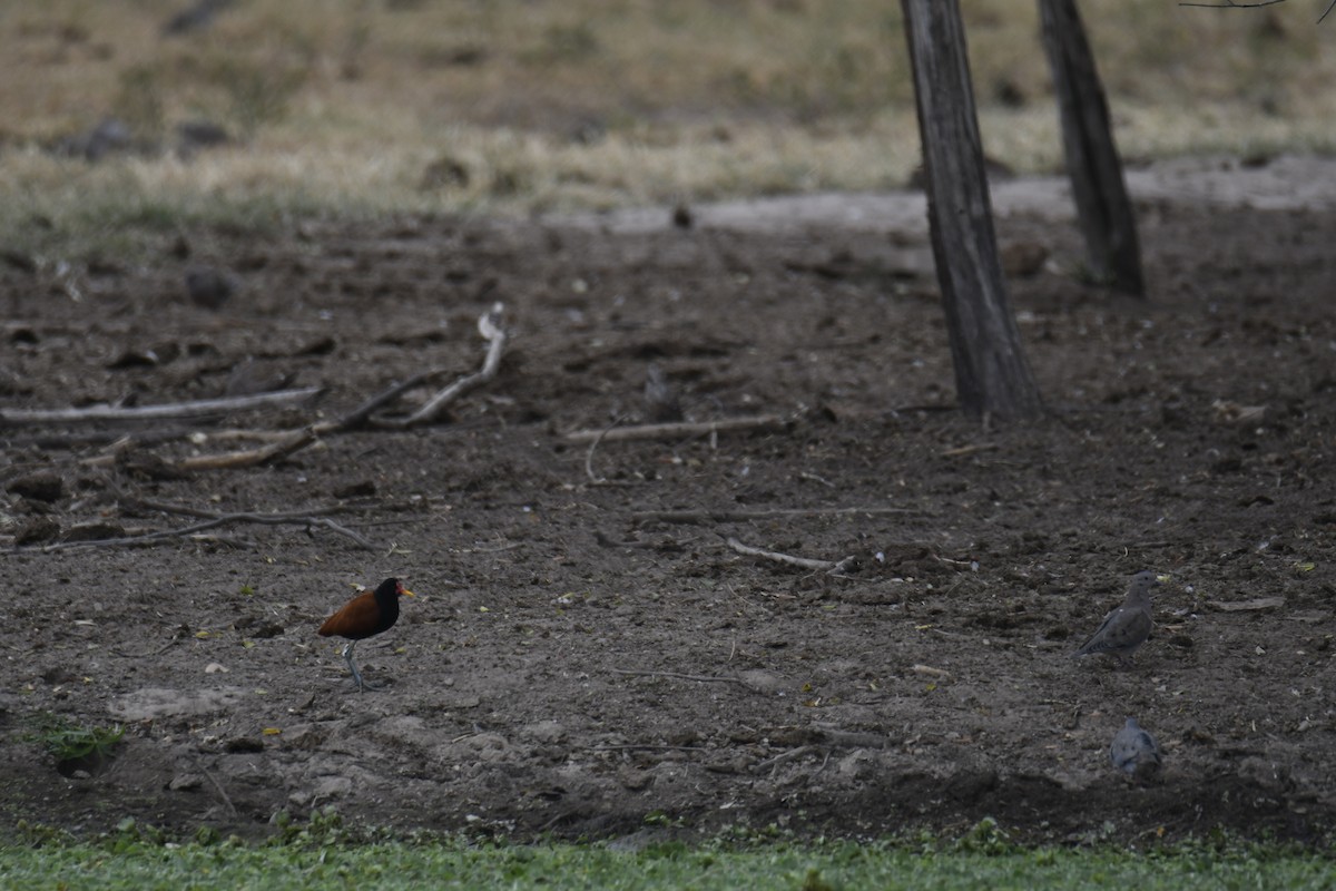 White-tipped Dove - ML364689611