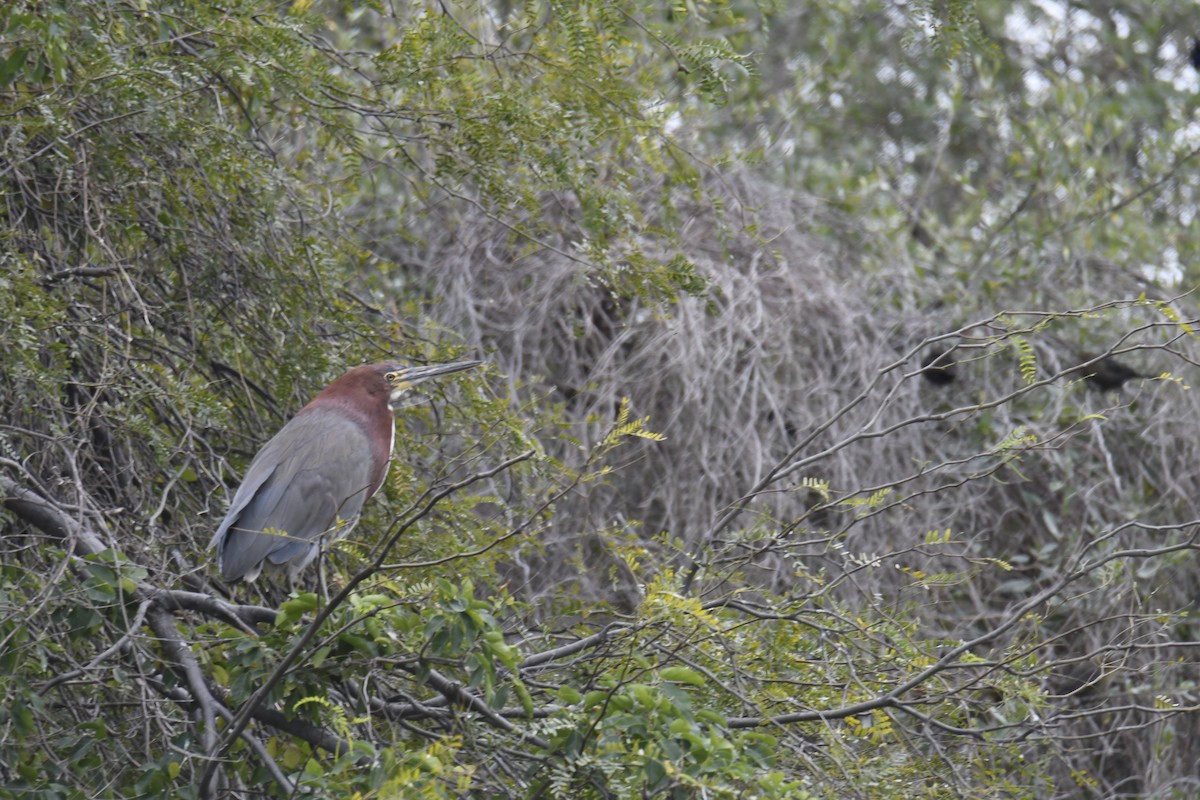 Rufescent Tiger-Heron - ML364690661