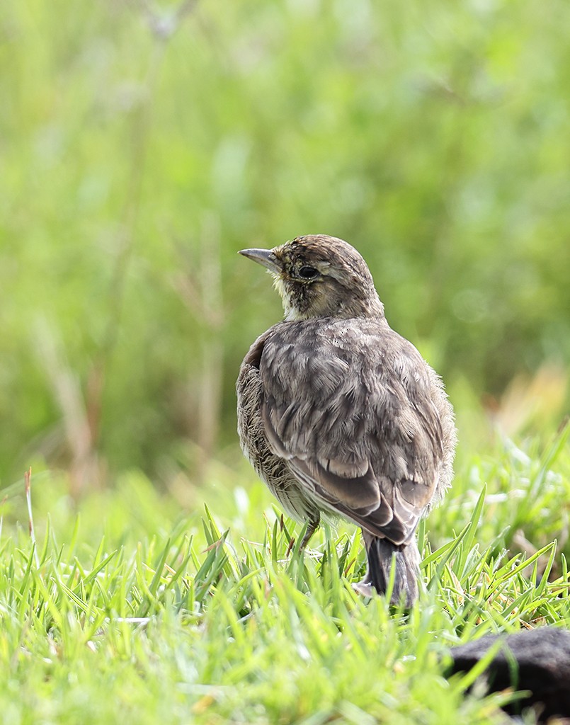 Horned Lark (Mexican) - ML364690881