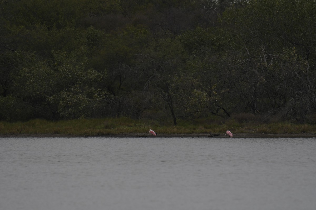 Roseate Spoonbill - ML364690891