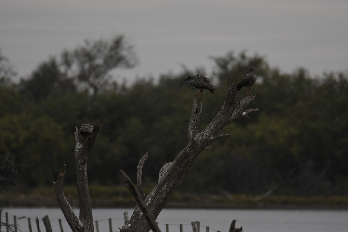 Plumbeous Ibis - ML364691311