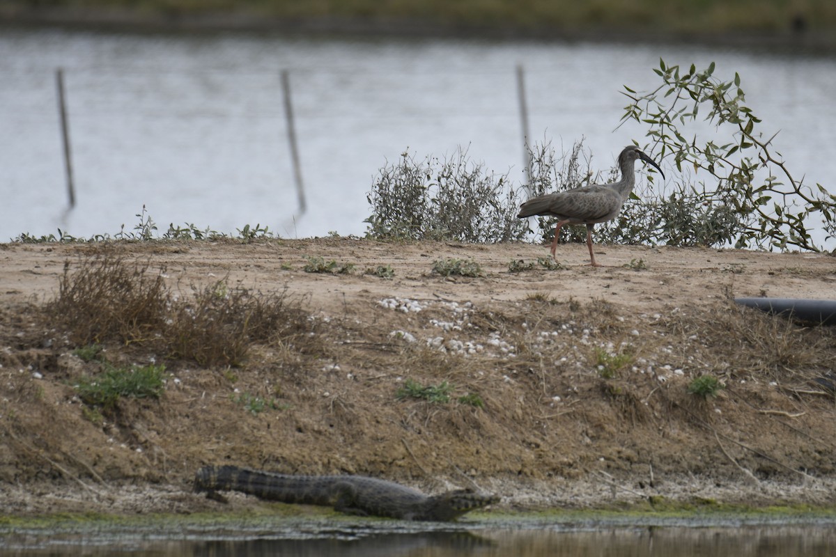 Plumbeous Ibis - ML364691451