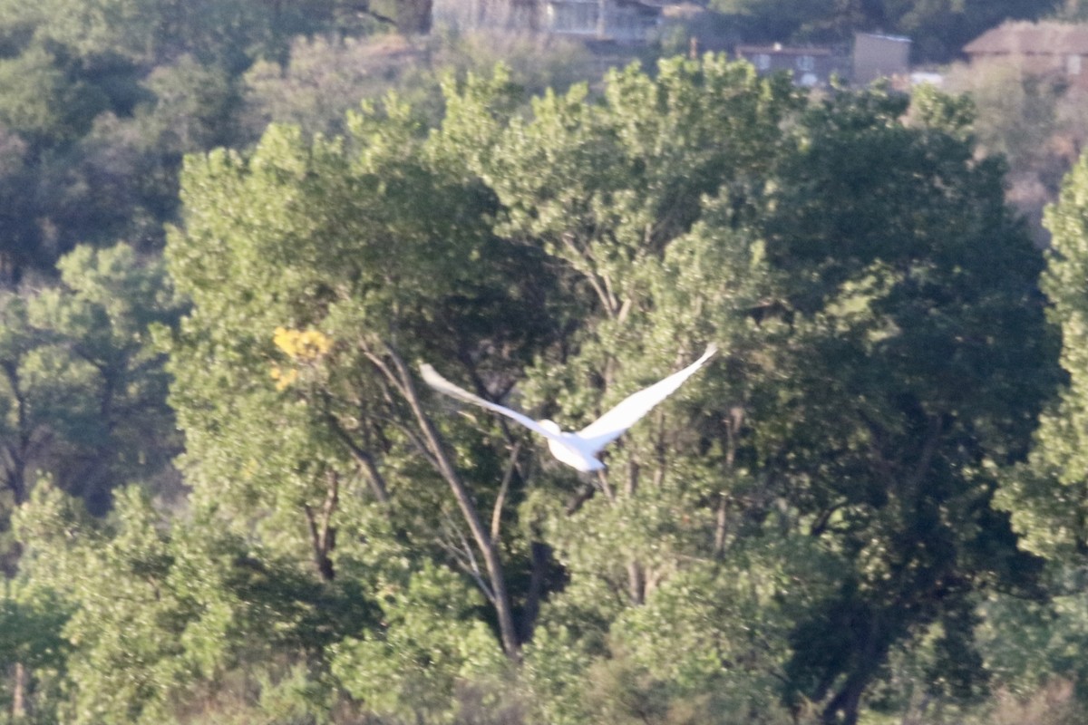 Цасч дэглий - ML364691581