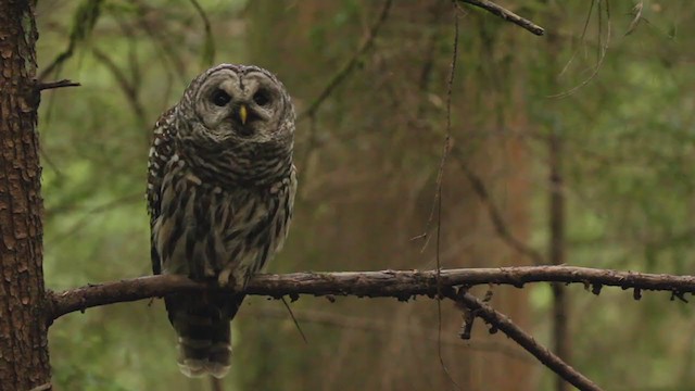 Barred Owl - ML364693531