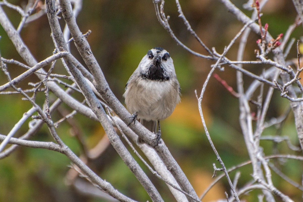 Mountain Chickadee - ML36469361