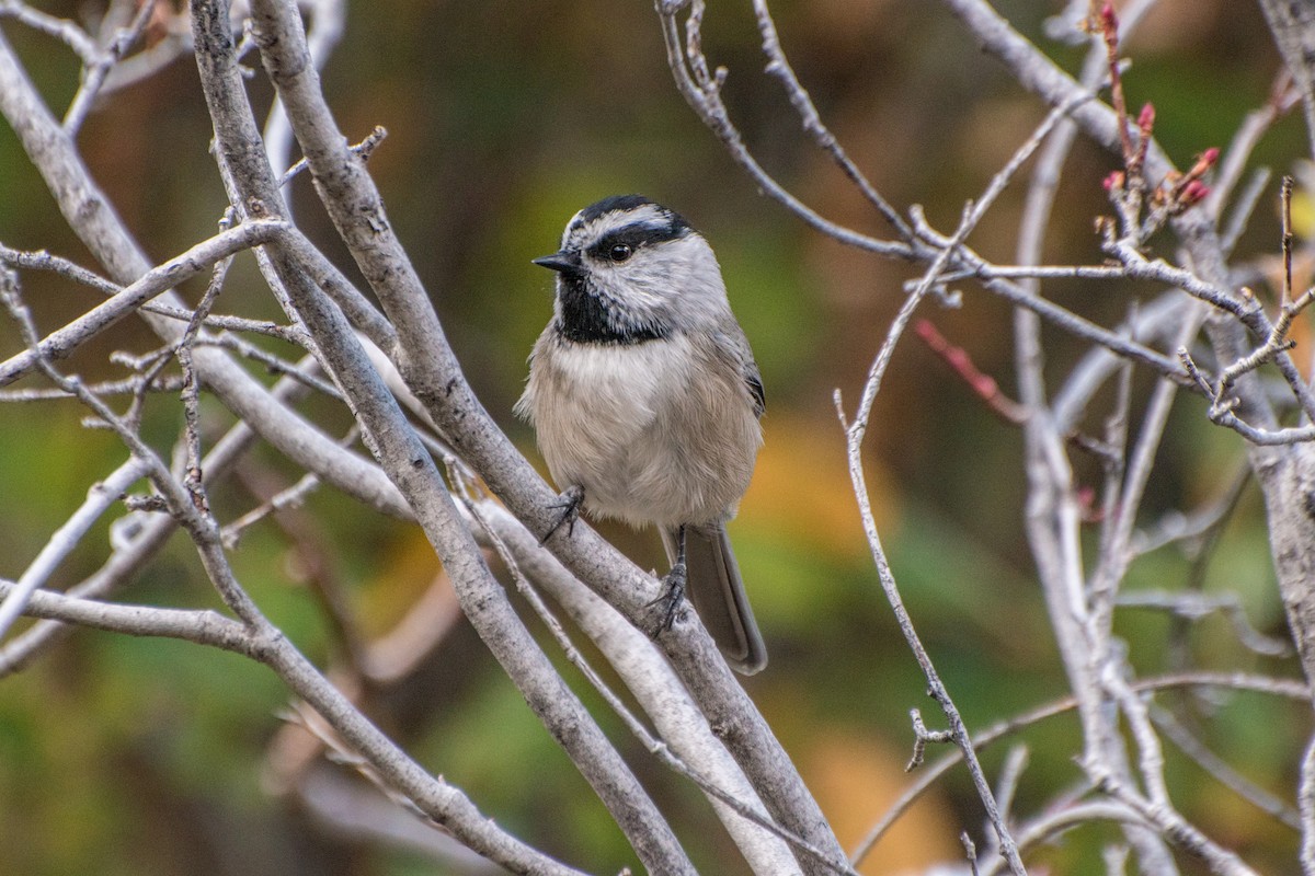 Mountain Chickadee - ML36469371
