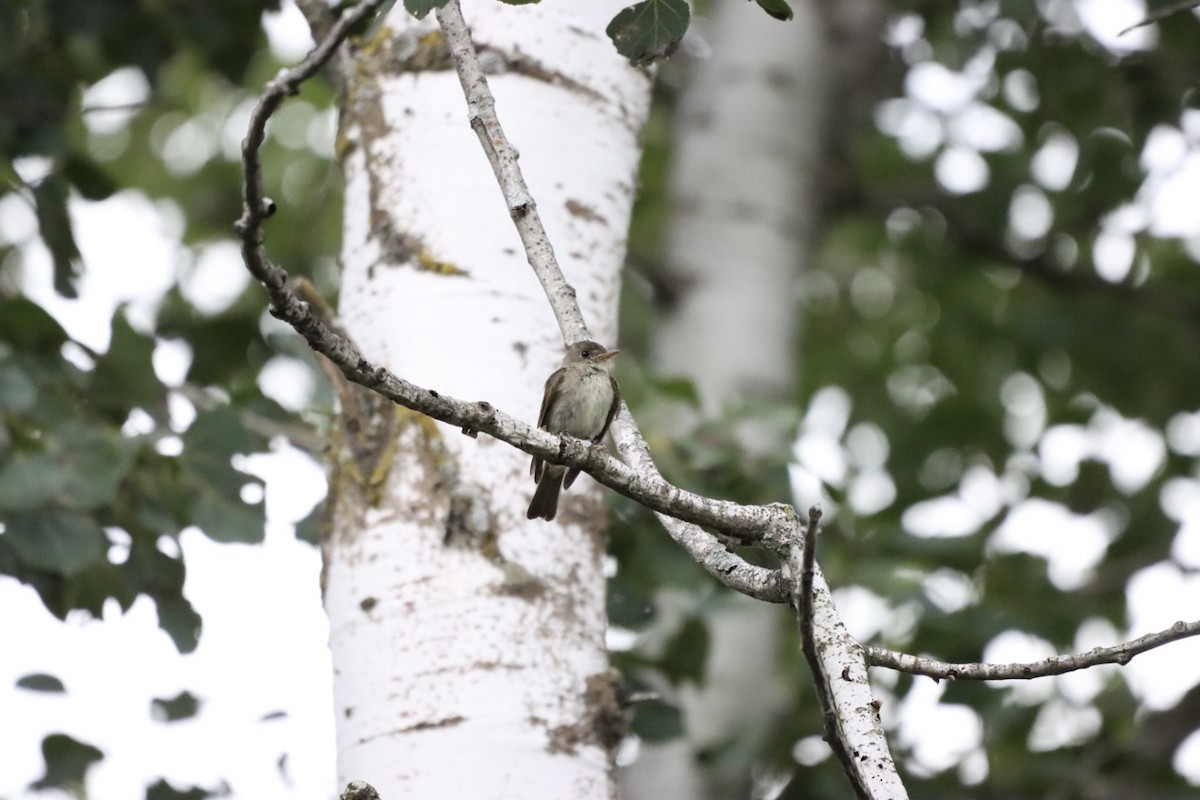 Eastern Wood-Pewee - ML364693851