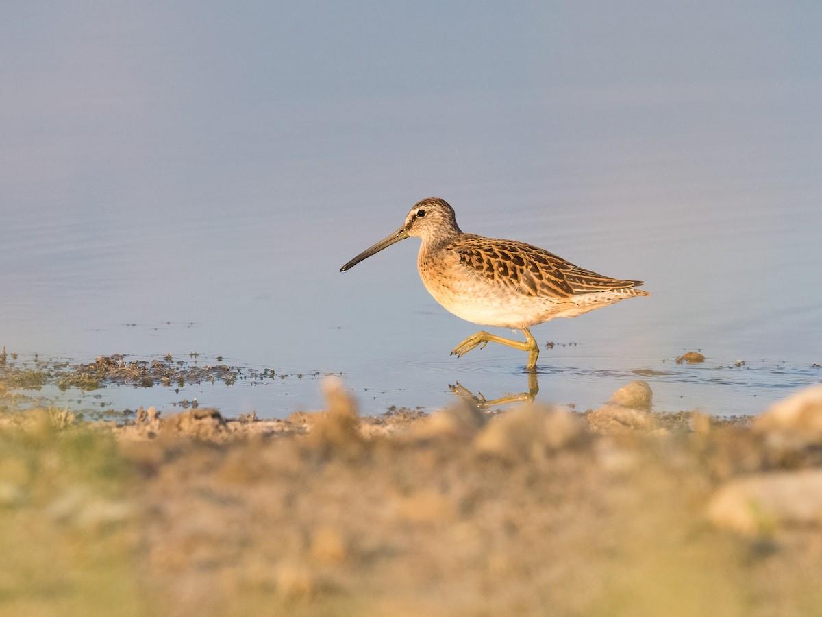 kortnebbekkasinsnipe - ML364696031