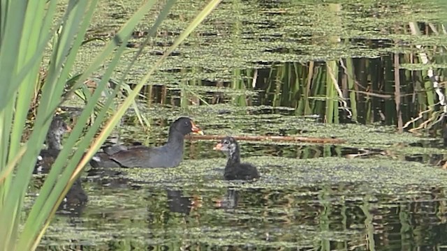 Common Gallinule - ML364696361