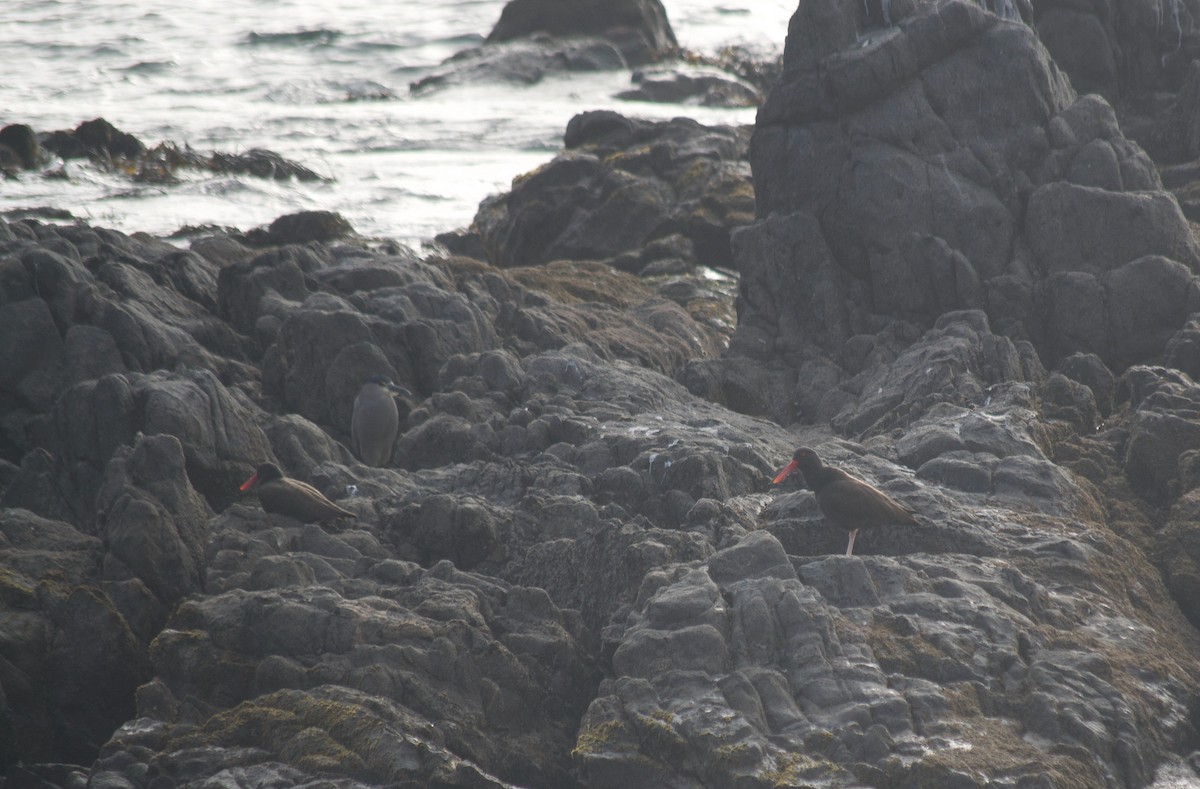 Blackish Oystercatcher - ML364696761