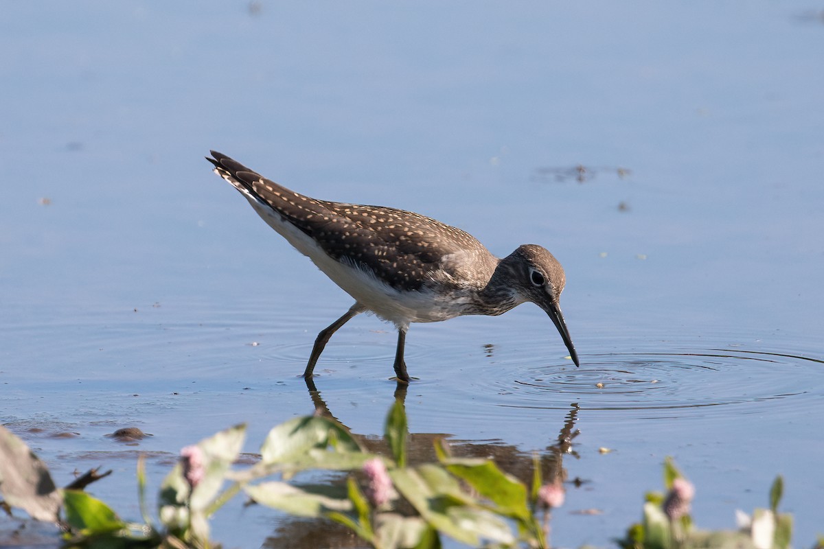 Solitary Sandpiper - ML364698161