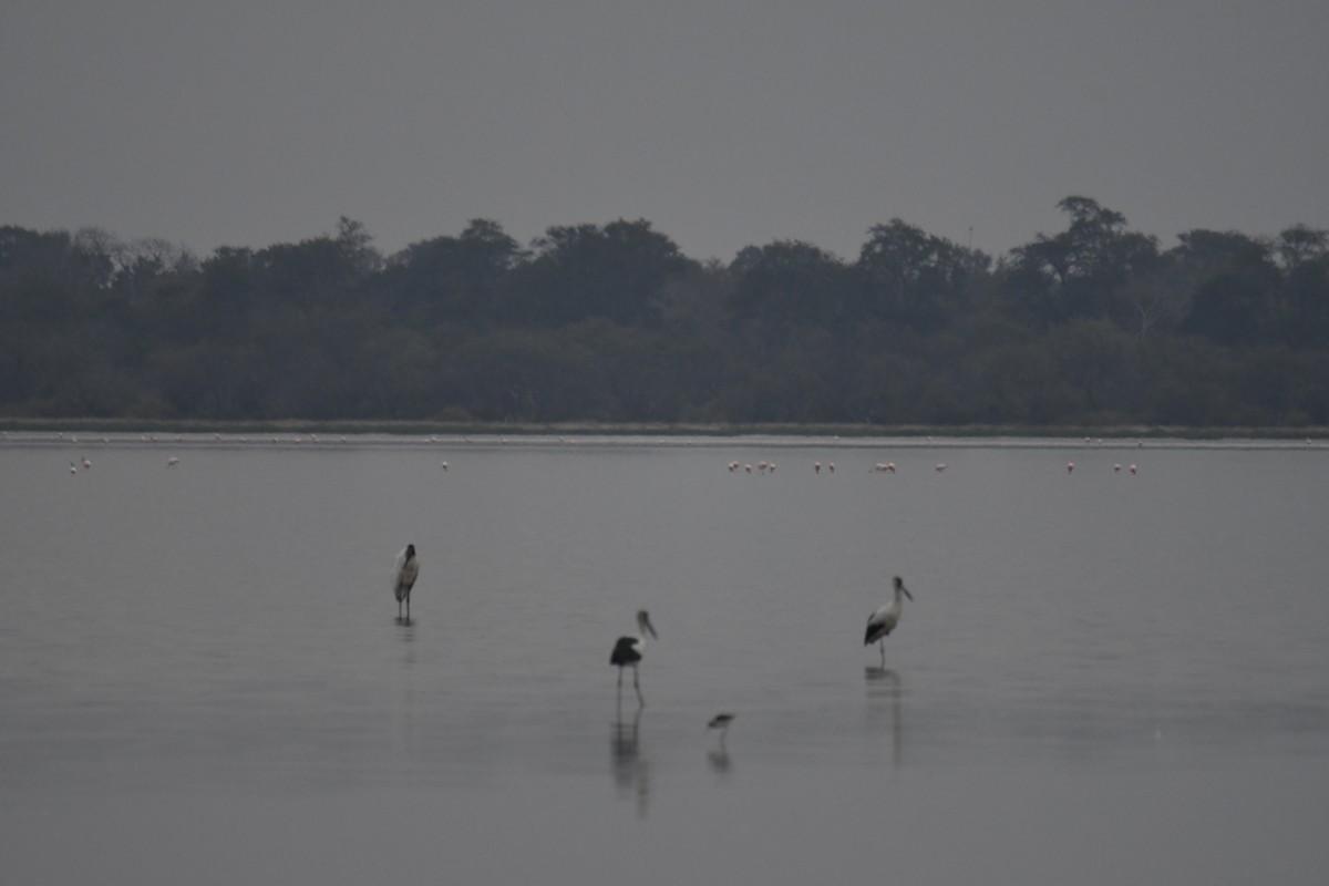 Jabiru - ML364698291