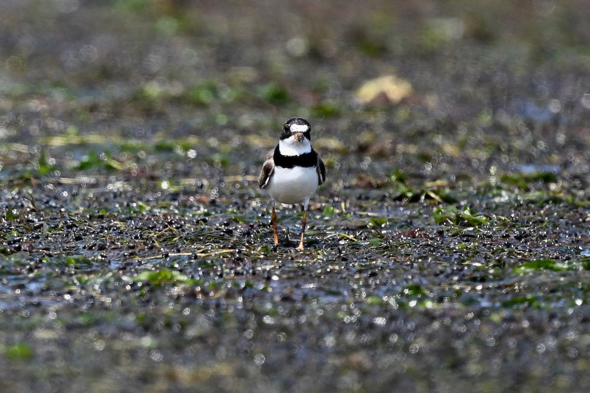 Semipalmated Plover - ML364699821