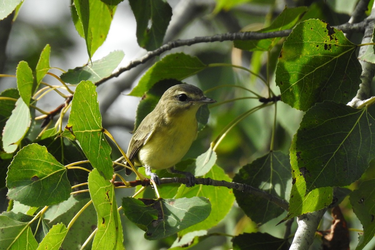 Vireo de Filadelfia - ML364700091