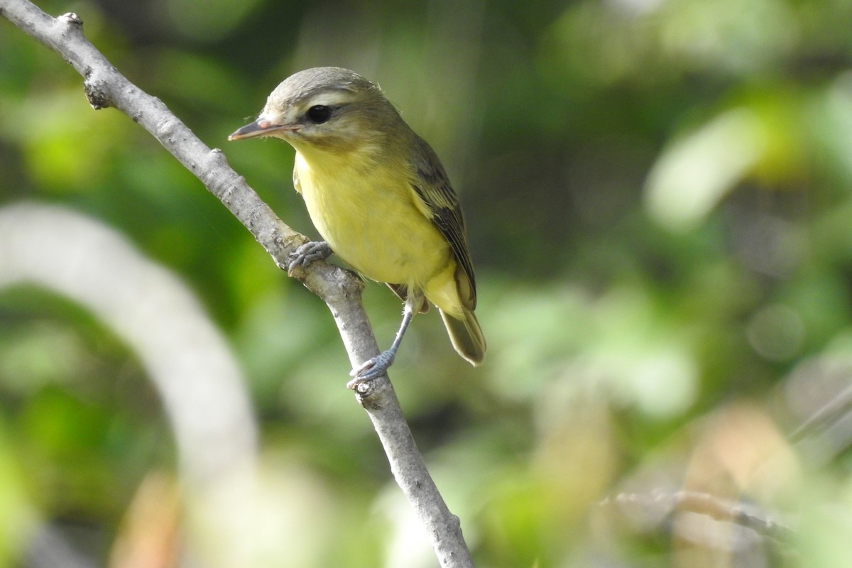 Philadelphia Vireo - ML364700141