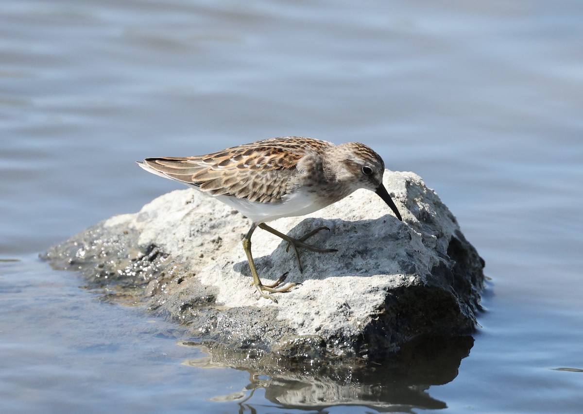 Least Sandpiper - ML364700151