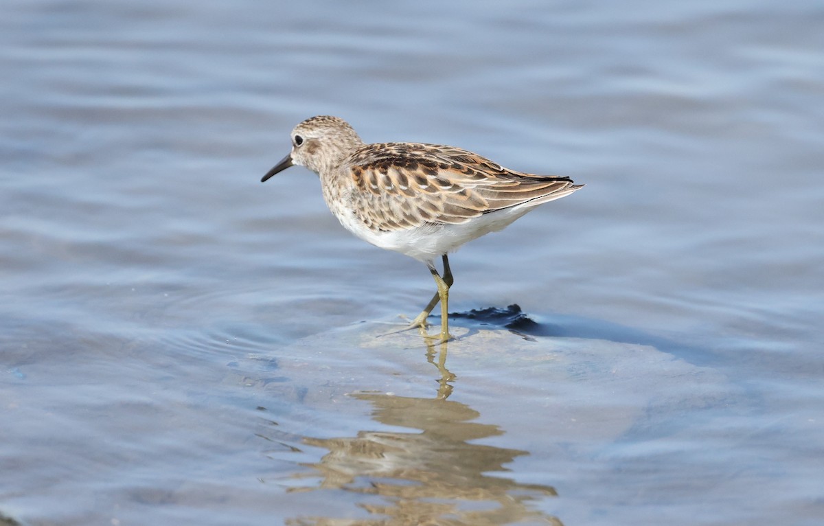 Wiesenstrandläufer - ML364700171