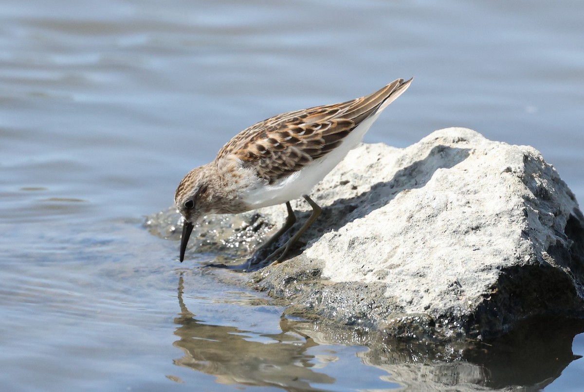 Wiesenstrandläufer - ML364700191