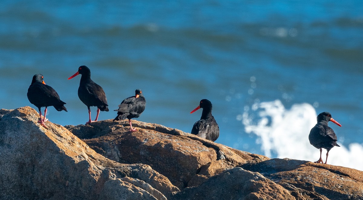 Sooty Oystercatcher - ML364701411